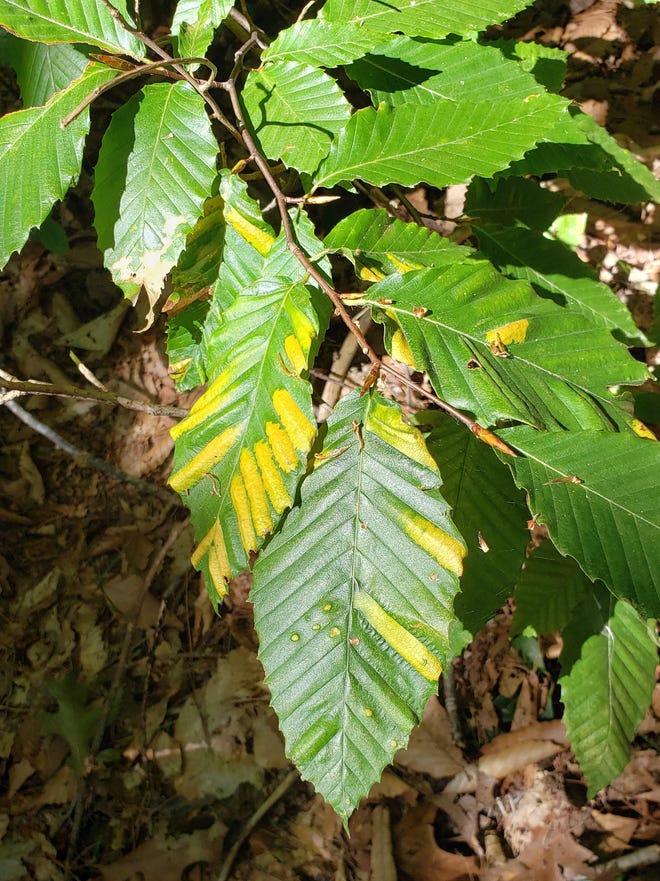 Beech Trees Threatened By Disease Beech Trees Threatened By Disease