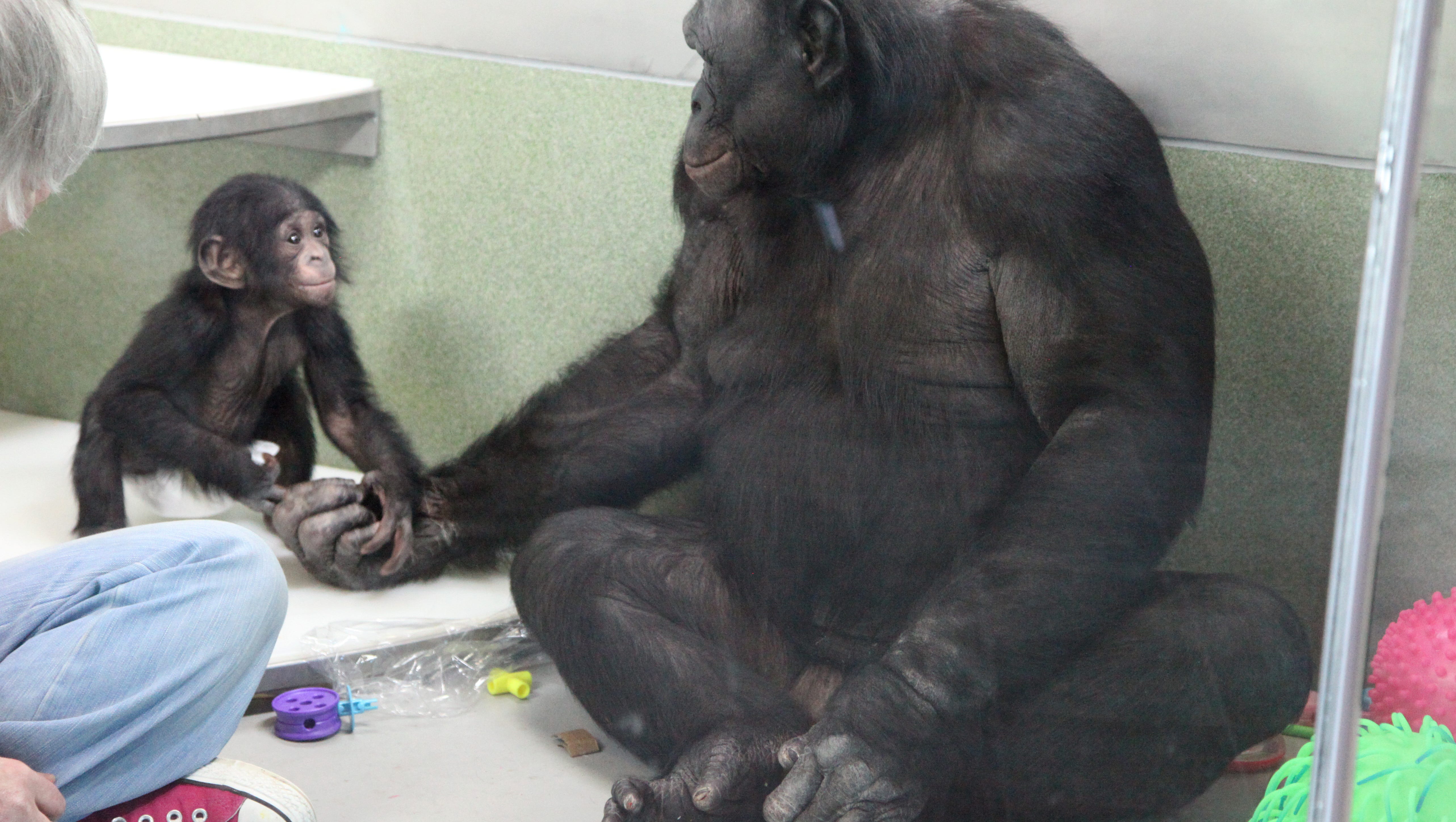 Карликовый шимпанзе 6. Бонобо обезьяна. Шимпанзе Канзи. Бонобо Канзи. Анатомия шимпанзе бонобо.