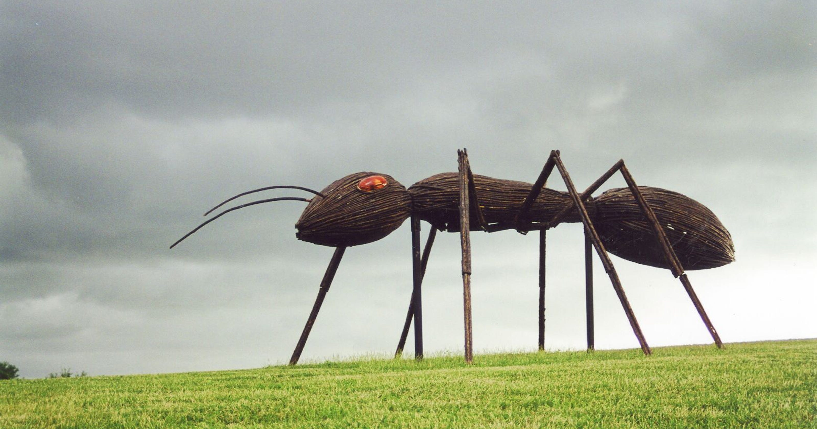 No, if you salt the ants you won't clear them out