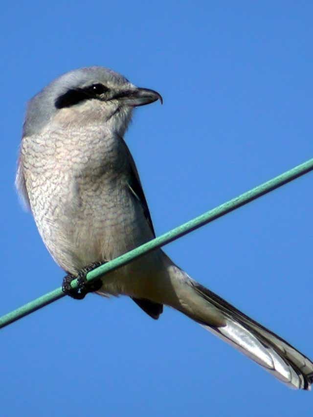 Butcher Bird Shrikes Impale Bodies Of Victims On Thorns Barbed Wire