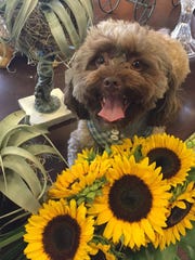 24 Dog Friendly Spots In South Jersey