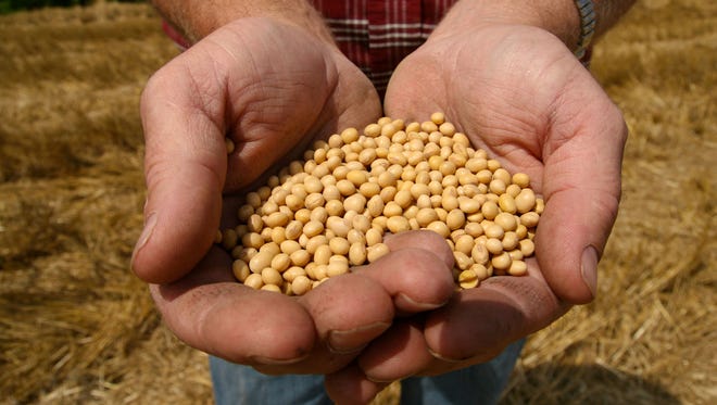 Harvested soybeans