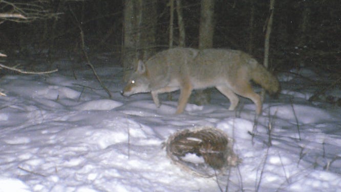 Wolves Captured On Trail Cameras