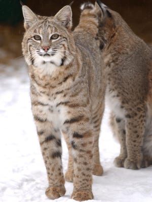 Bobcats have officially been declared returned to Crawford County by the Ohio Department of Natural Resources.