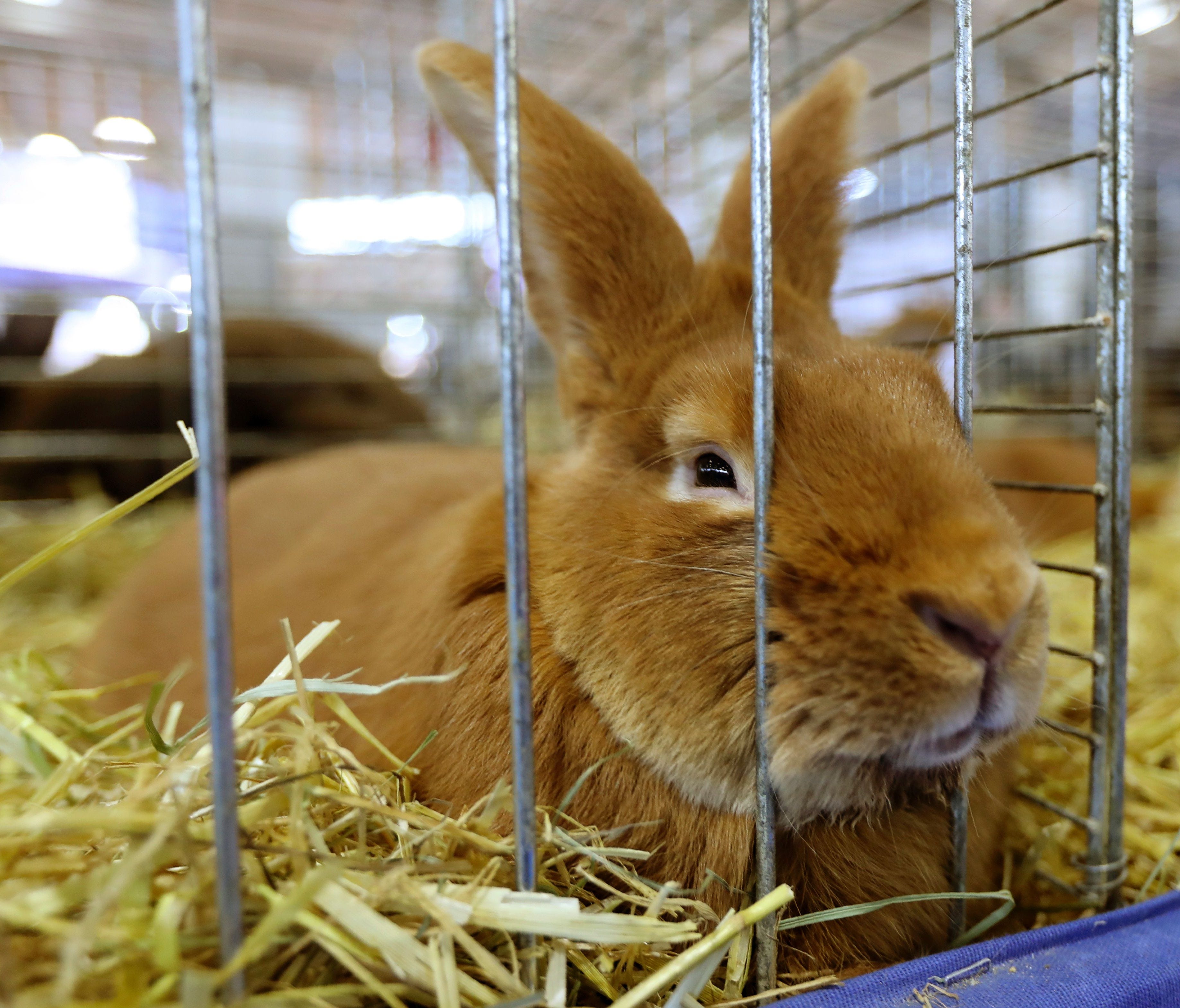 File picture  - A rabbit is pictured on Feb. 27, 2017 at the Agriculture Fair in Paris.