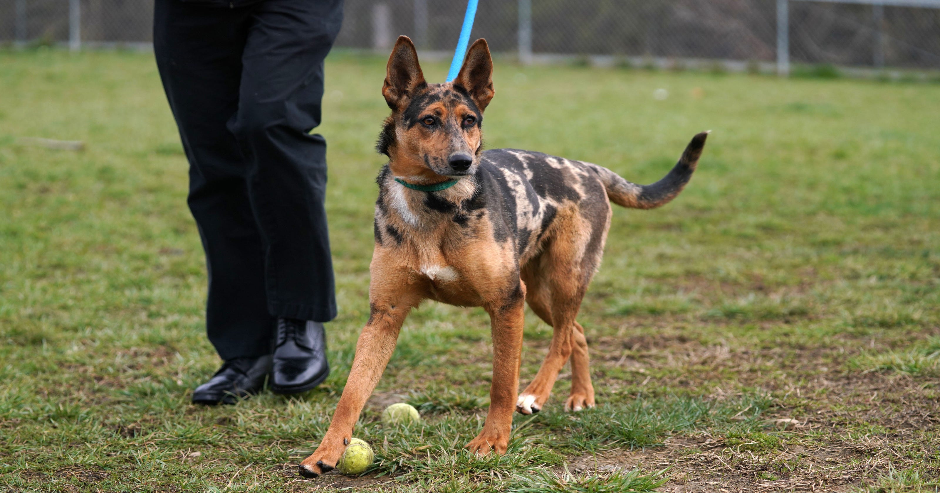 The Proper Amount Of Exercise For Your Dog