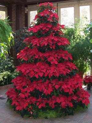 A highlight of the Biedenharn Museum and Gardens annual Christmas decor is the poinsettia Christmas tree.