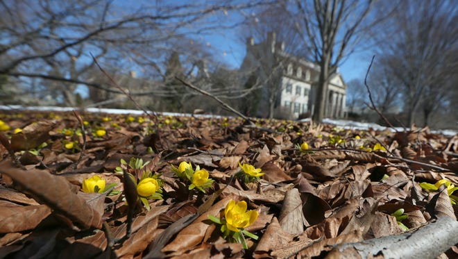 Bright yellow winter aconite blooms on the front lawn at the George Eastman House. File photograph.
