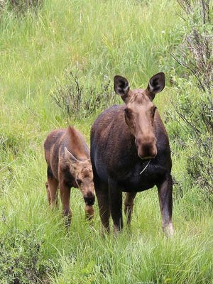 A cow and calf moose seek lunch at Rocky Mountain National Park earlier this week.
