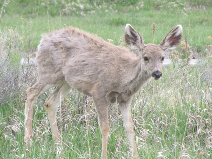 YOUR PHOTOS: Northern Colorado wildlife