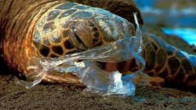 Sea turtles often wind up mistaking plastic bags for food and choking on them.