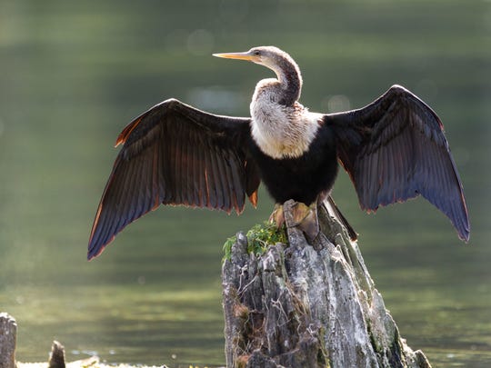 An anhinga at Wakulla Springs State Park. High levels