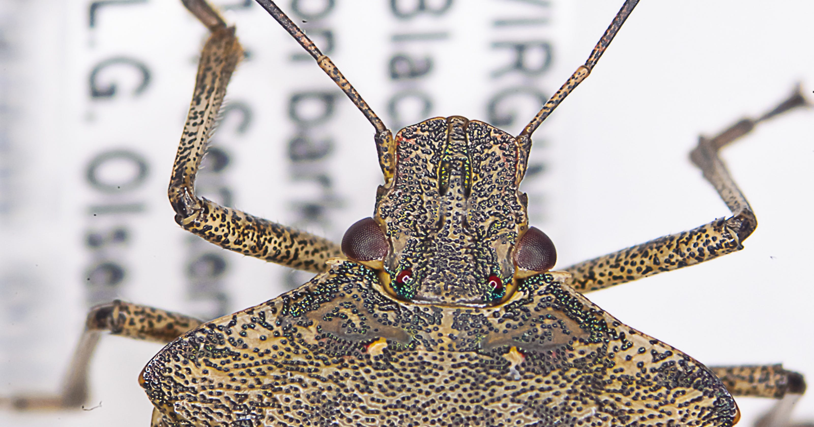 Invading stink bugs are back. Here's what to do