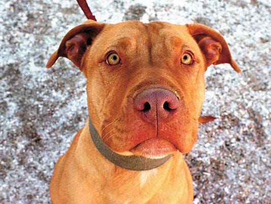 Pitsky Mixed Dog Breed Pictures Characteristics Facts