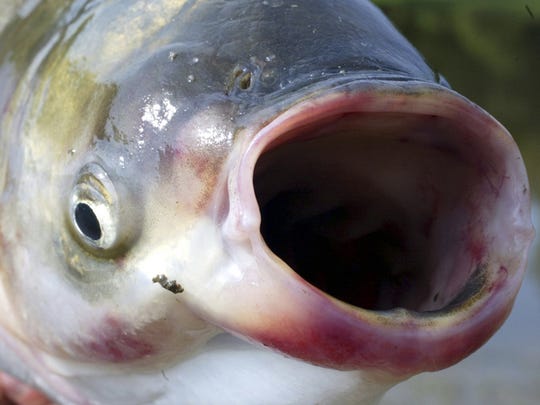 5 animals and bugs decimating Indiana setting