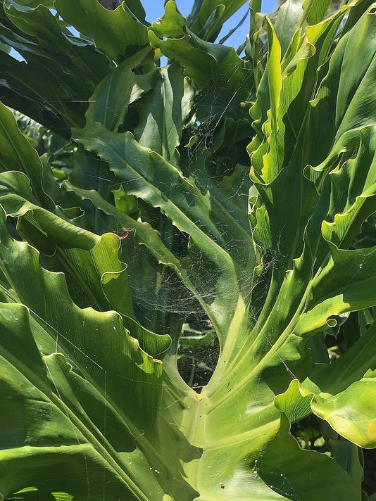 Spiders are natures pest control and good for gardens