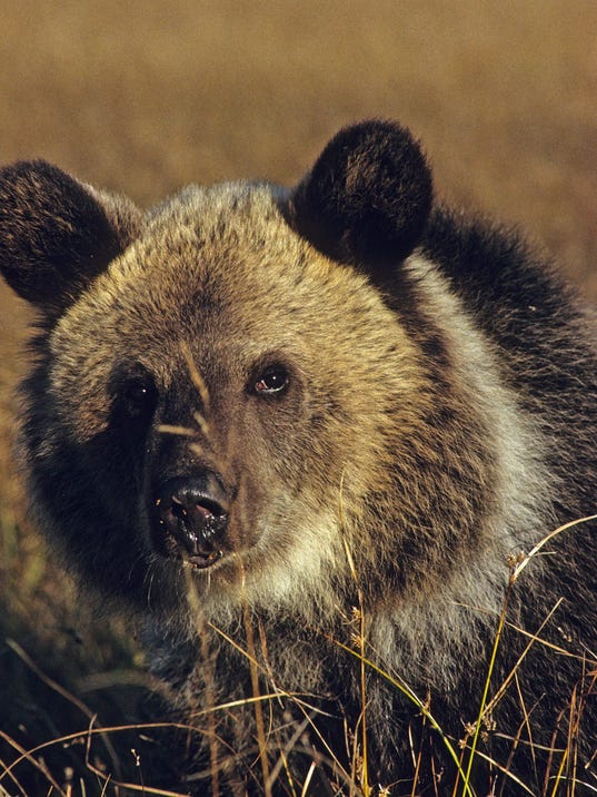 Lore: How Bear lost his tail