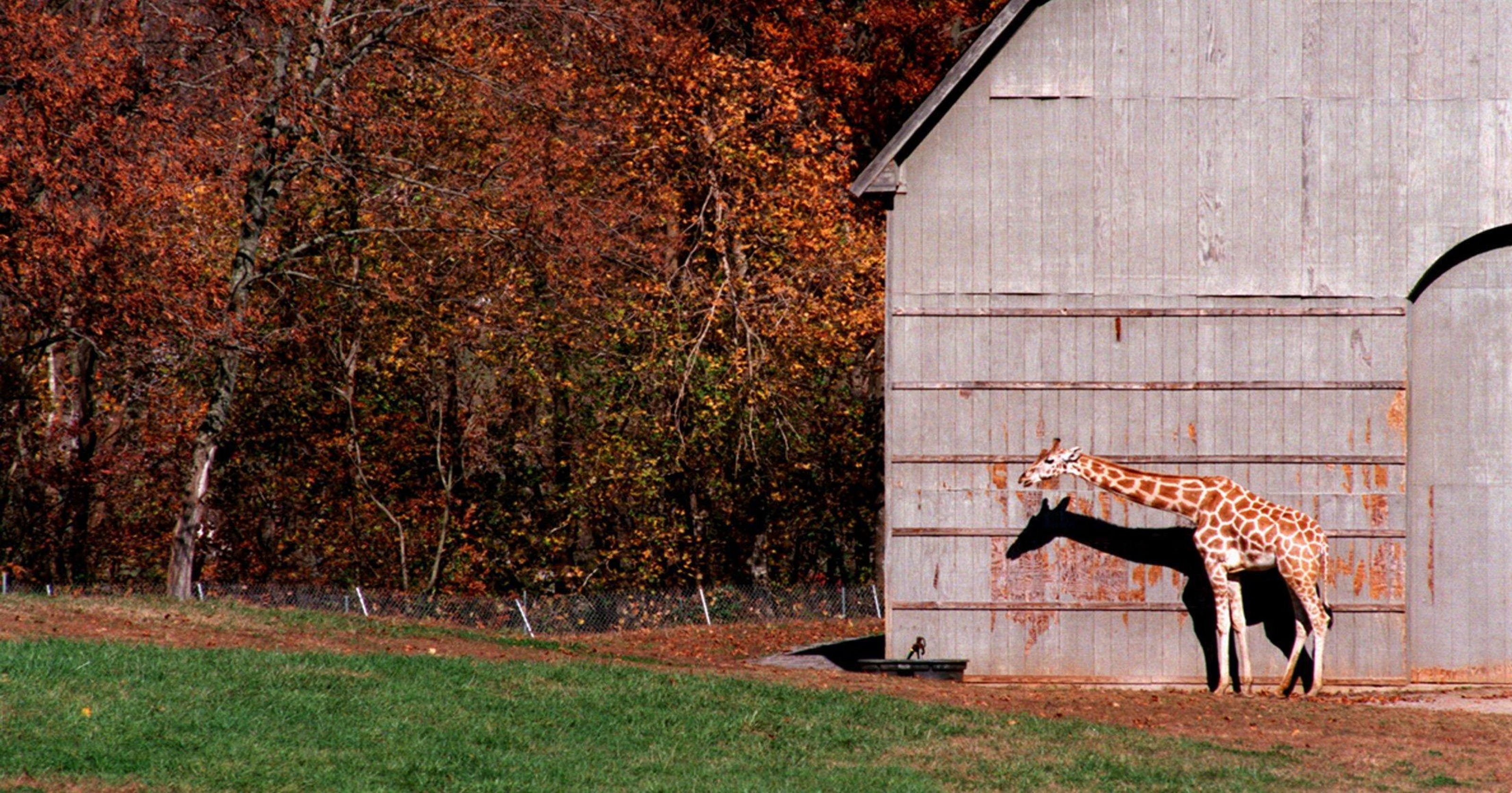 Former Nashville Zoo site considered for animal park