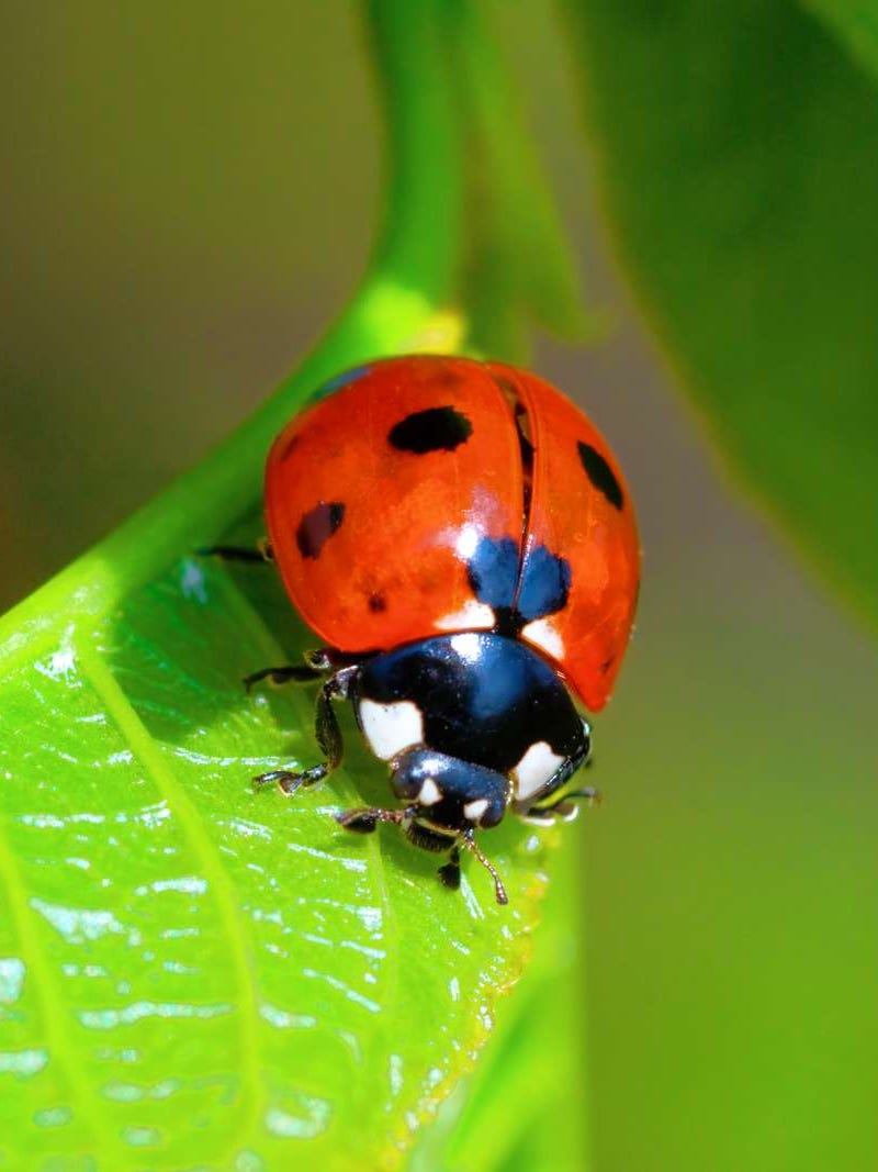 Why you are seeing so many ladybugs?