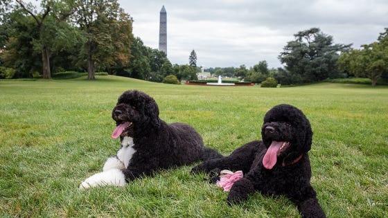 Sunny and Bo, the two White House dogs, relax on the White House grounds.