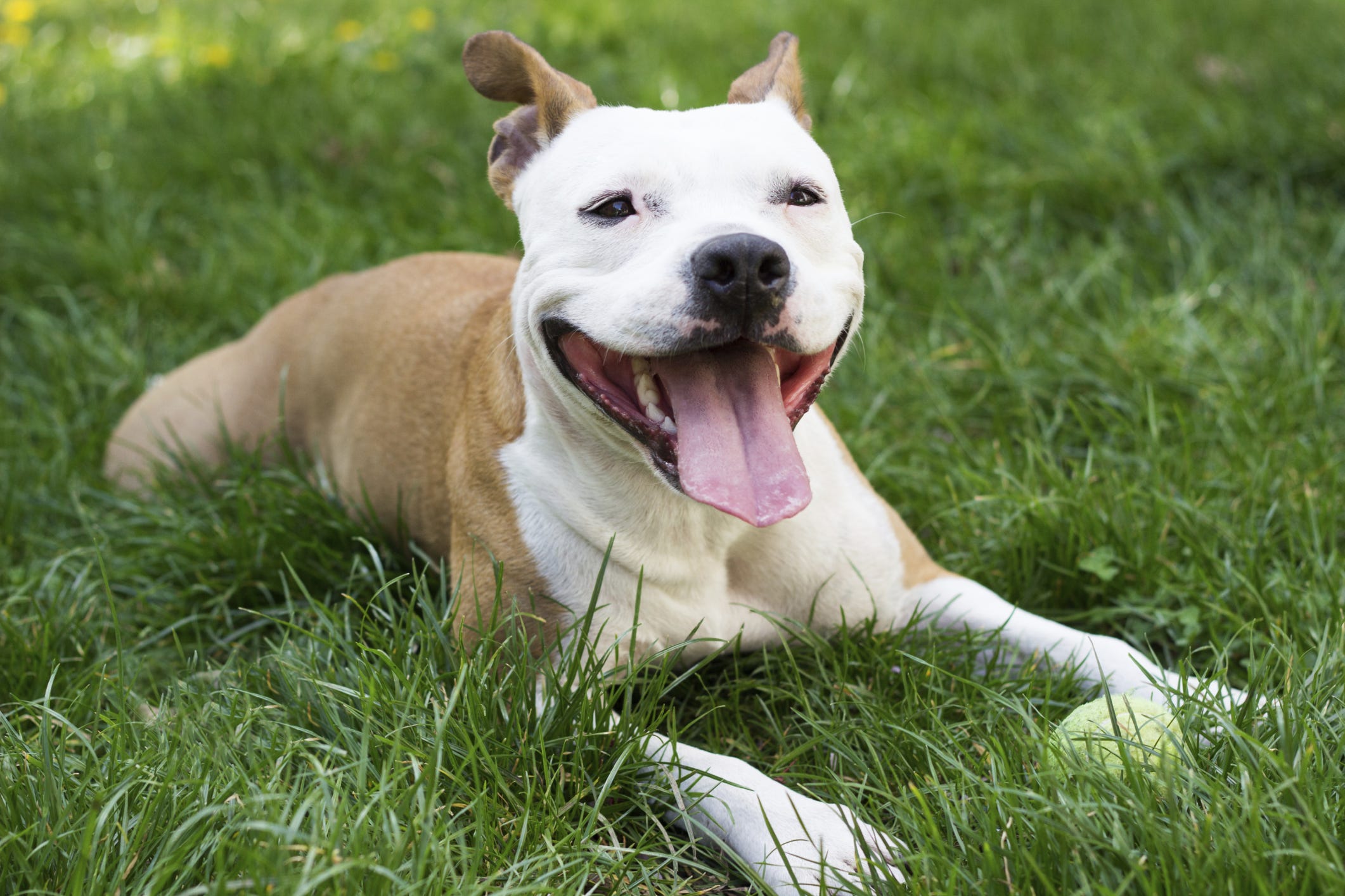 apartments that take pitbulls