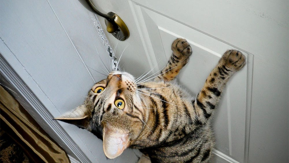 Top tips to prevent indoor cats from escaping