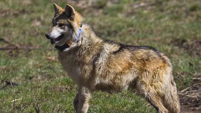 A male Mexican gray wolf wanders inside a holding pen before eventual release to the wild near Corduroy Creek, south of Alpine, on April 25, 2013.