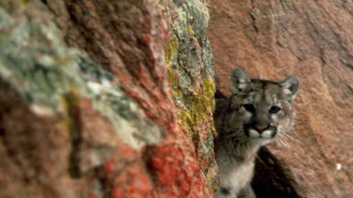 A Western cougar, a species that is similar to the Eastern cougar. Federal officials believe the Eastern cougar is extinct and are recommending it be removed from the Endangered Species List.