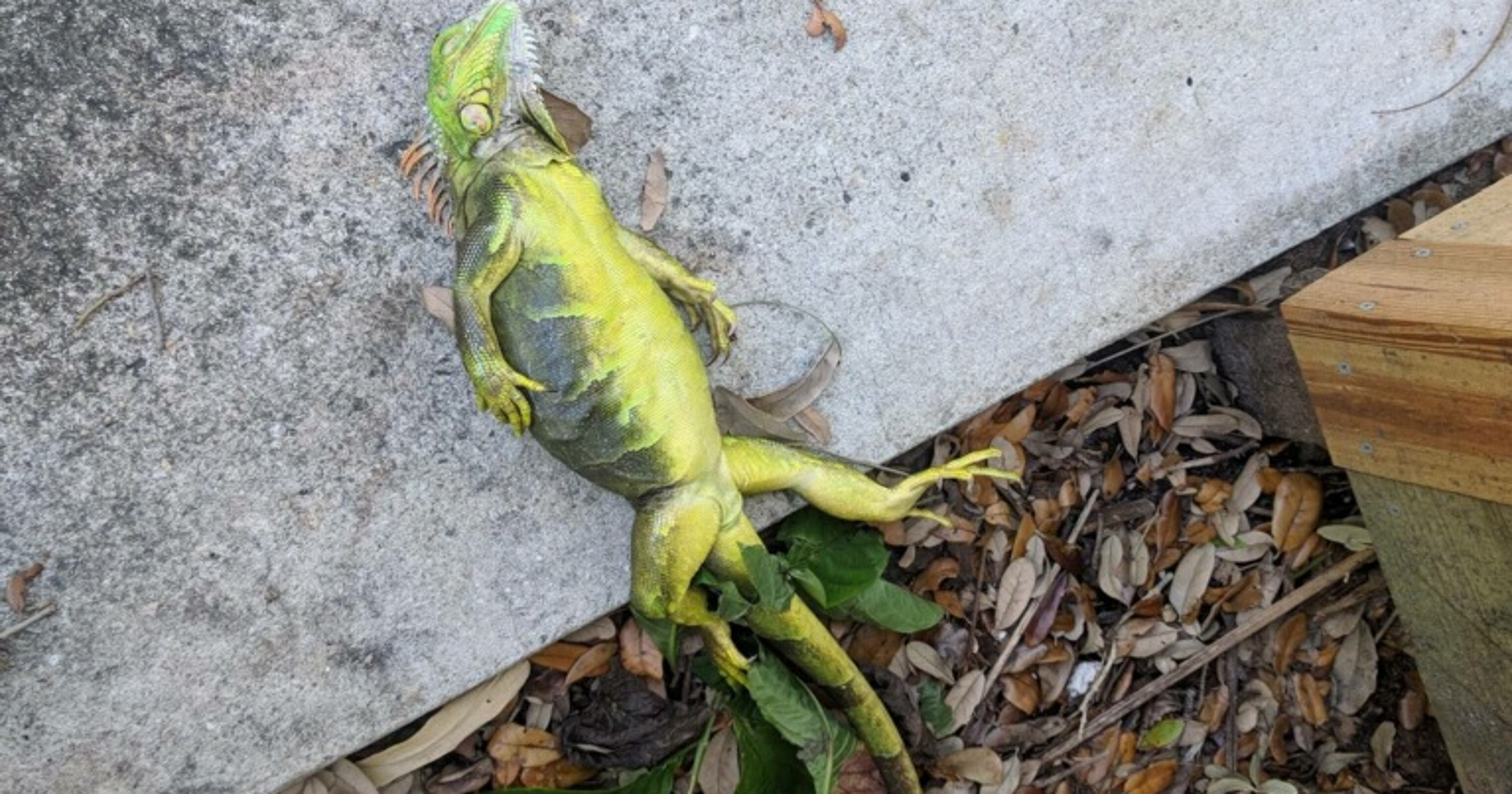 It's so cold in Florida, iguanas are falling from trees