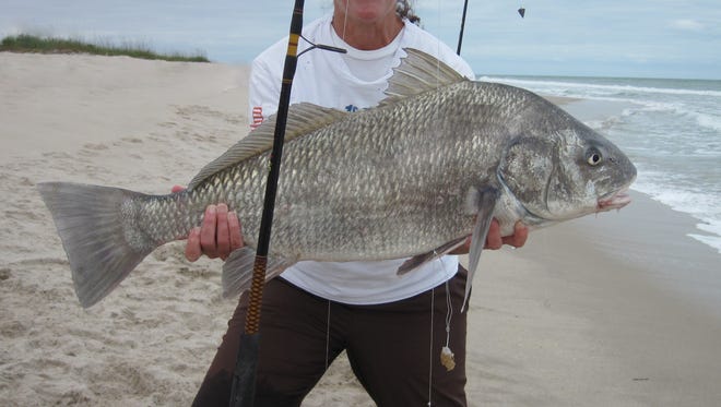 Alicia Rose of Fort Pierce caught this big black drum while surf fishing last weekend. It measured 33 innches and 22 pounds and she caught on a 12-pound test with a Mitchell 3000 reel and using a clam strip for bait.