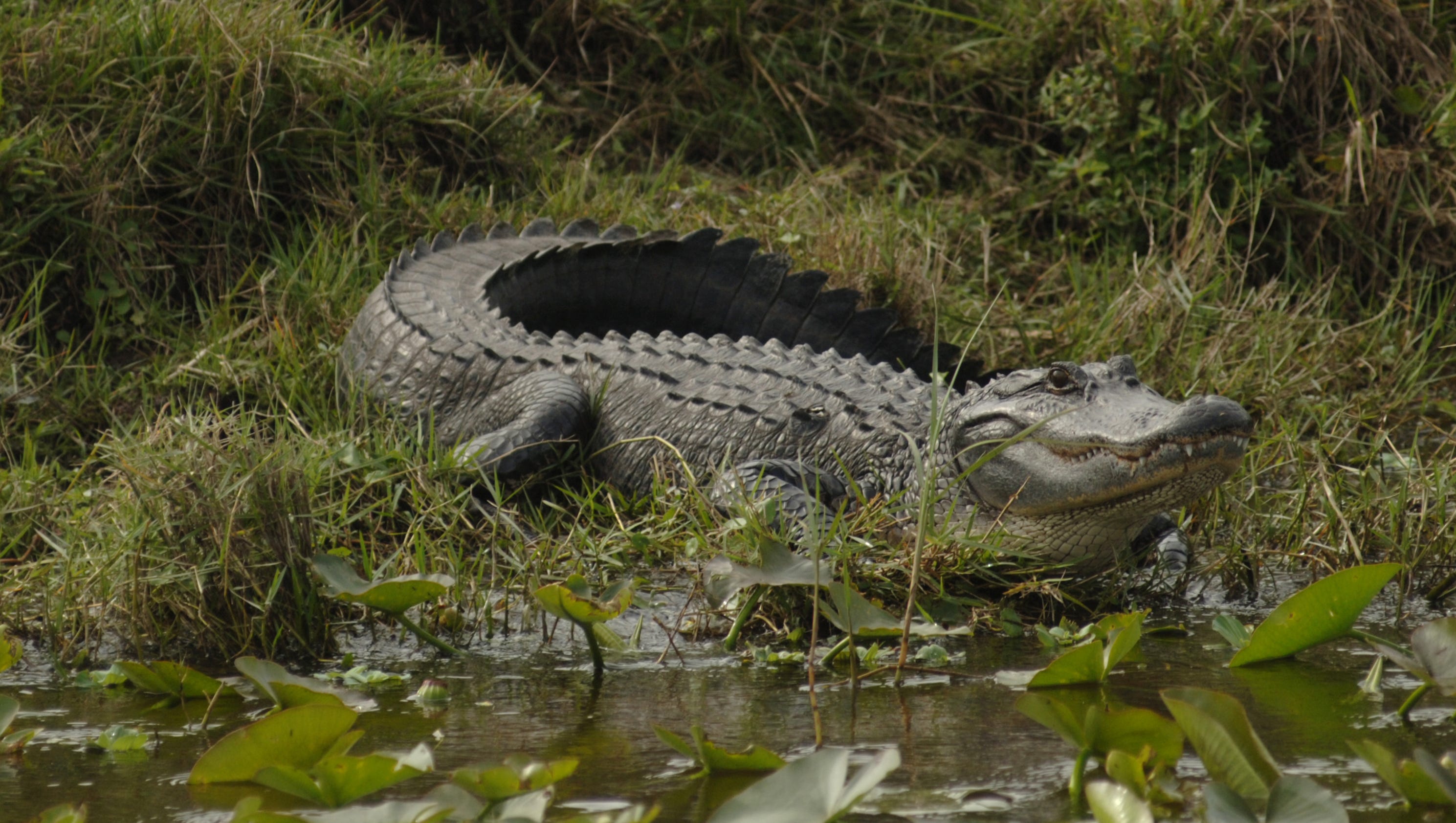 Alligator myths Running zigzag won't help you and gators can climb