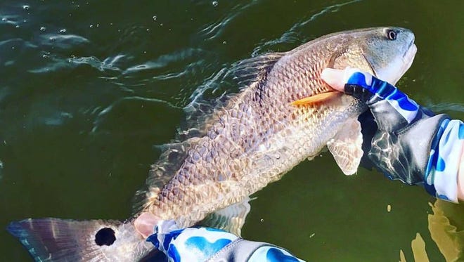 There is nothing like the blue line on the tail of redfish, as seen here in this catch this week by a customer of Capt. Jon Lulay of Mosquito Lagoon Redfish Charters in Titusville.