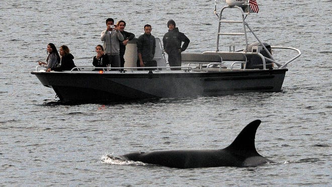 Whales are seen off the coast of Long Beach, Calif., from the La Espada whale watching ship from Harbor Breeze Cruises.