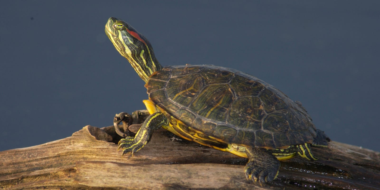 Red Eared Slider Trachemys Scripta Elegans
