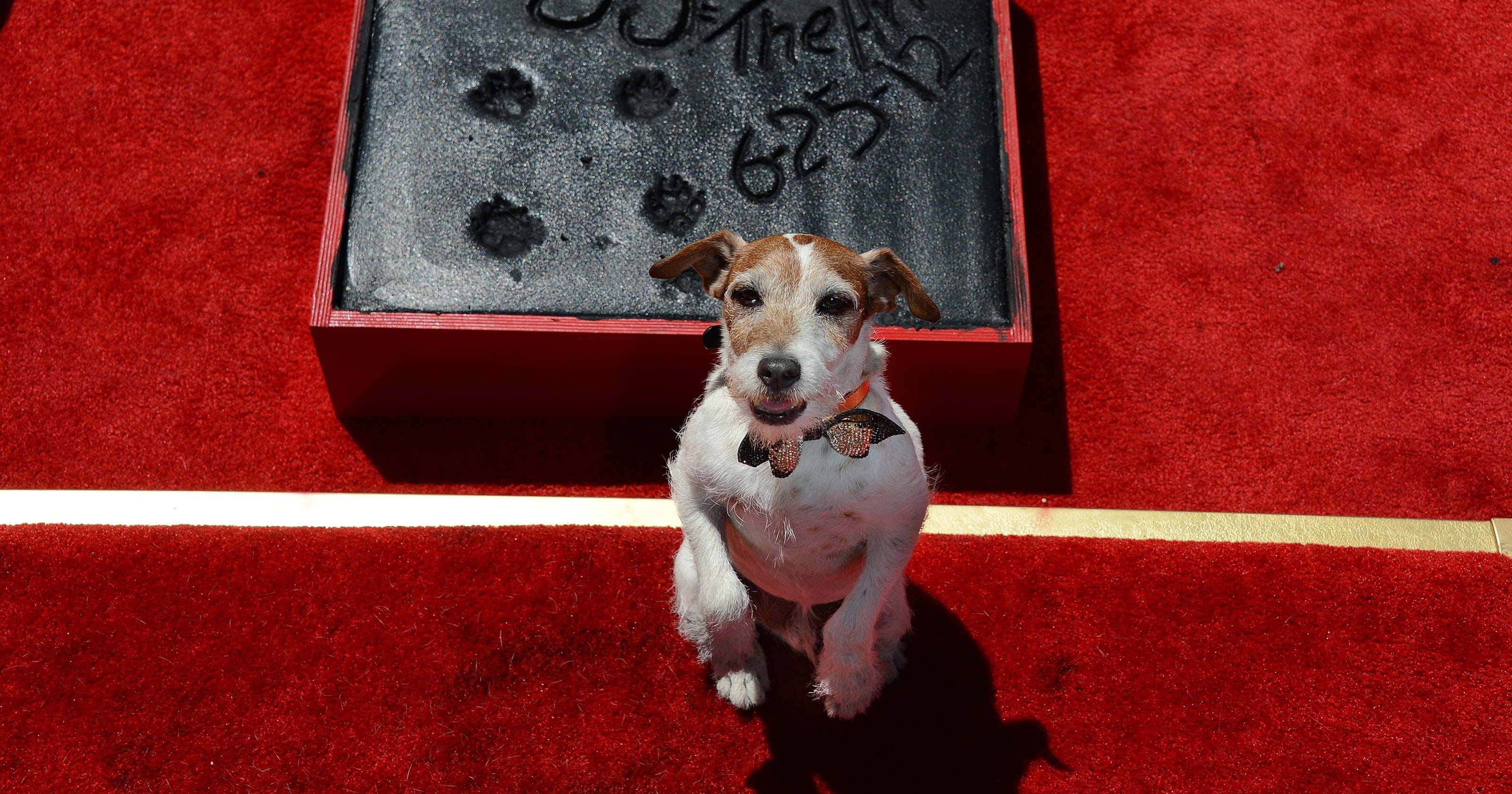 Uggie, the dog star of 'The Artist,' dies at 13
