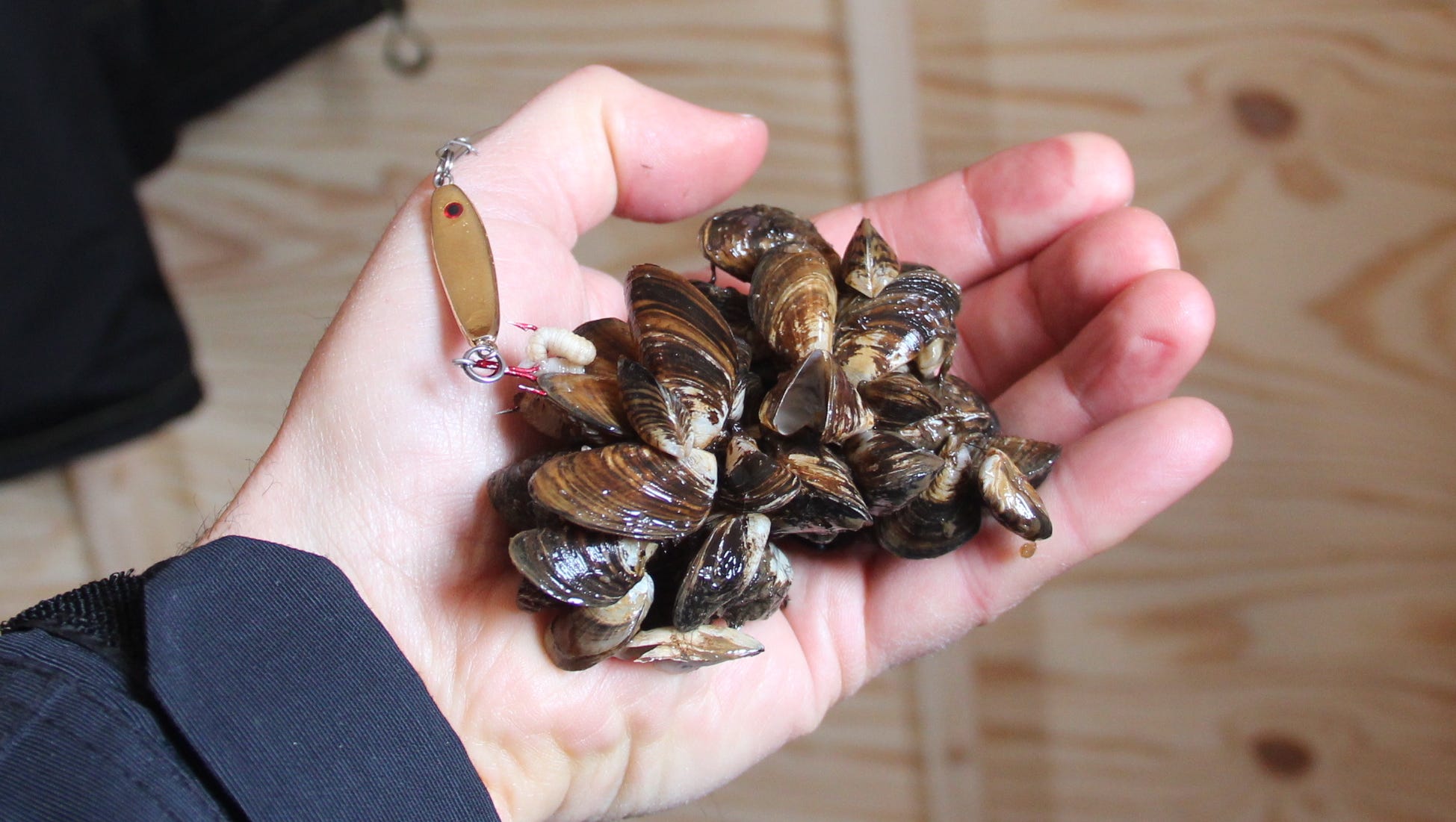 There's a new boss in the Great Lakes: Invasive quagga mussels