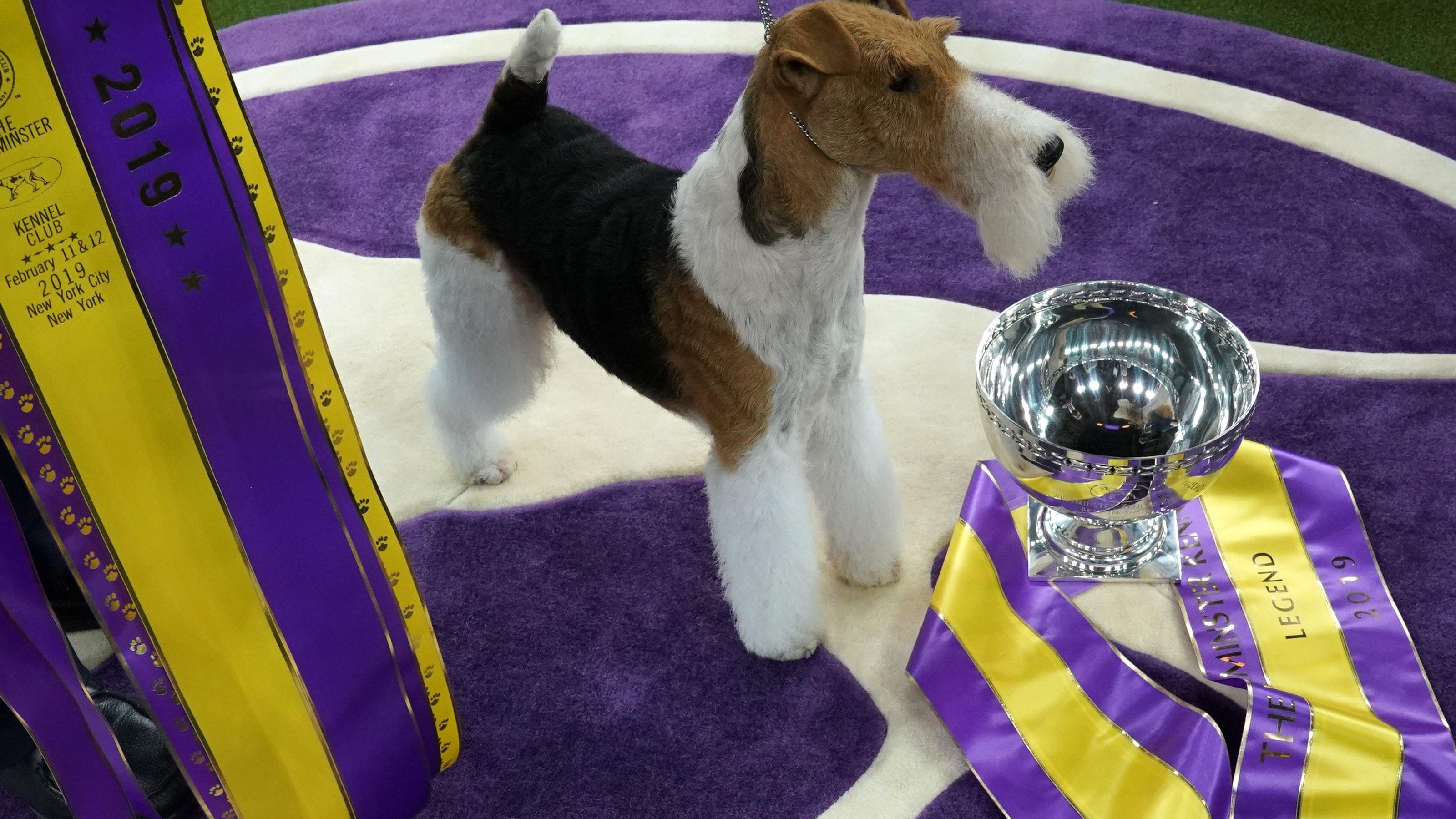 King the wire fox terrier takes Westminster's best in show