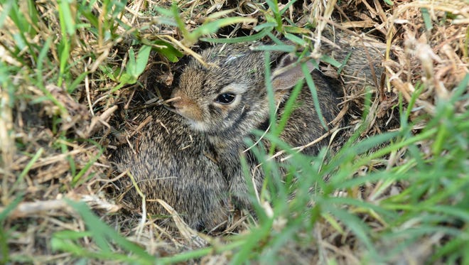 Arizona wildlife officials are warning residents and visitors against coming into contact with baby animals in the wild.