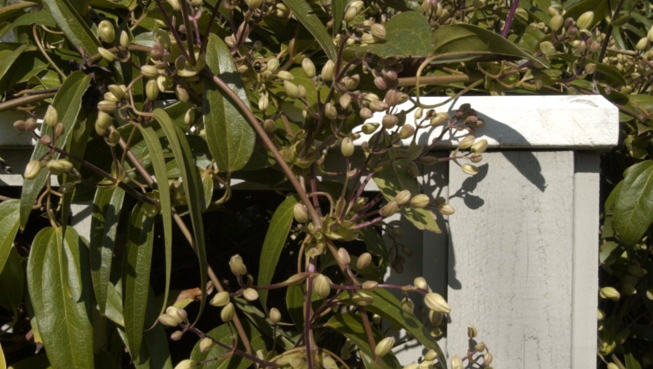 Prune Passionflower In Late Winter Clematis Depends