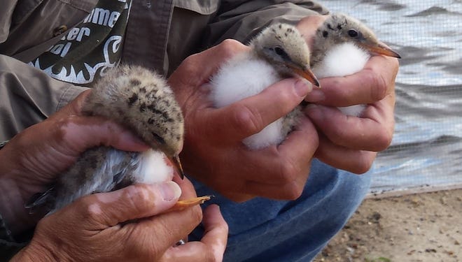 Common Tern chicks hatched from a new colony site in east-central Wisconsin.