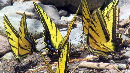 Tiger swallowtail butterflies commune on rocks near the stream.