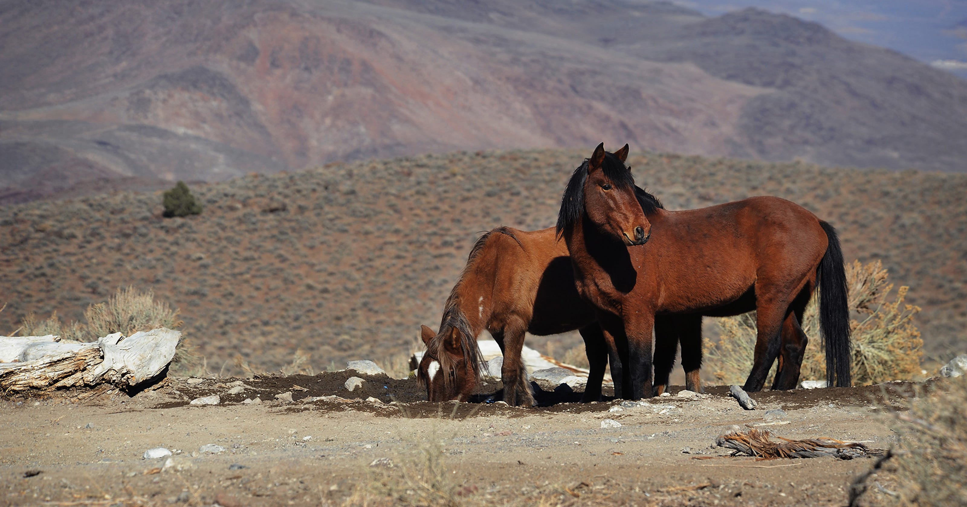 Lawsuit targets Nevada wild horse roundup Lawsuit targets Nevada wild horse roundup