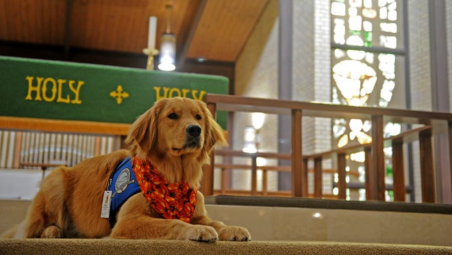 Elijah is trained Lutheran Church Charities K9 Comfort Dog at Our Redeemer Lutheran Church. 