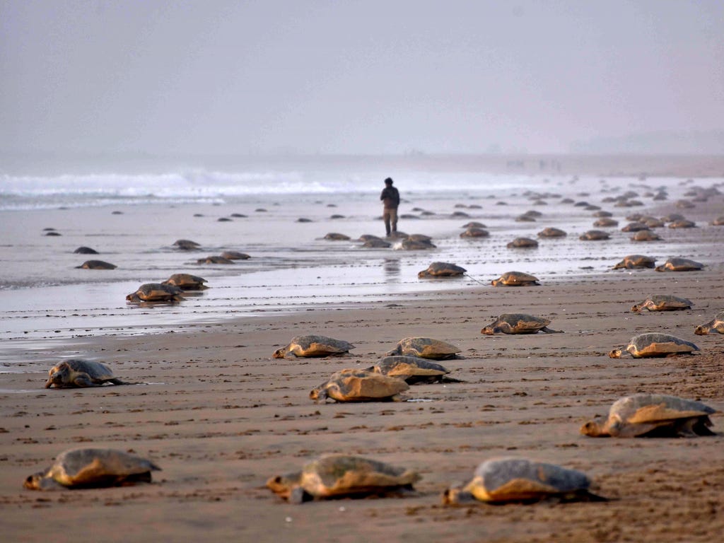 Olive Ridley Turtles return to the sea after laying their eggs in the sand at Rushikulya Beach, India. Thousands of Olive Ridley sea turtles started to come ashore in the last few days from the Bay of Bengal to lay their eggs on the beach, which is o