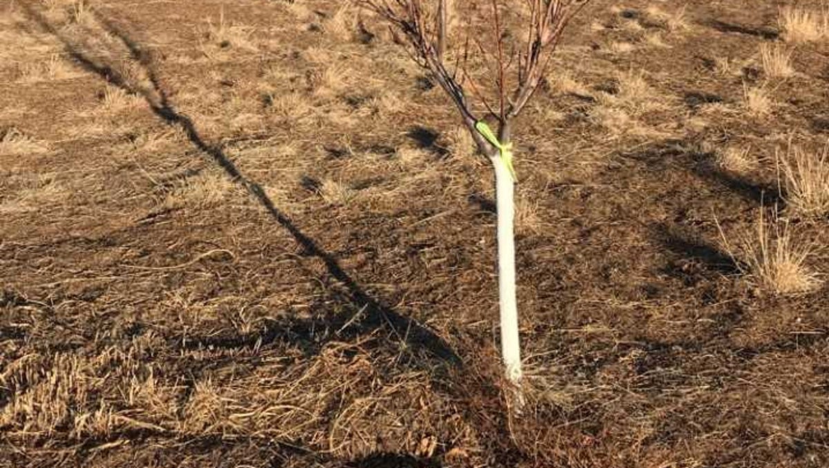 Southwest Yard Garden Why Are Some Tree Trunks Painted White