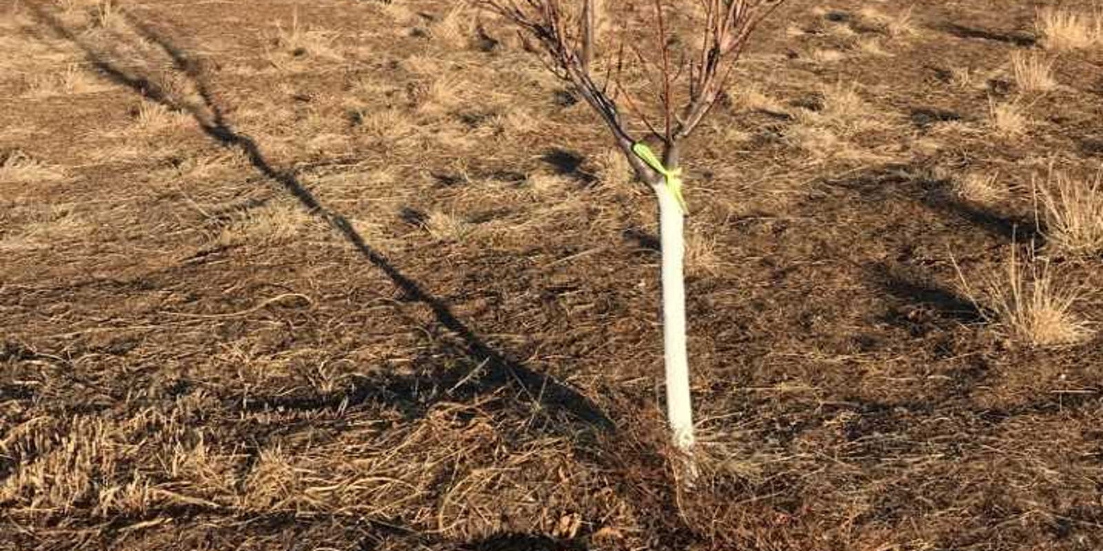 Southwest Yard & Garden Why are some tree trunks painted white?