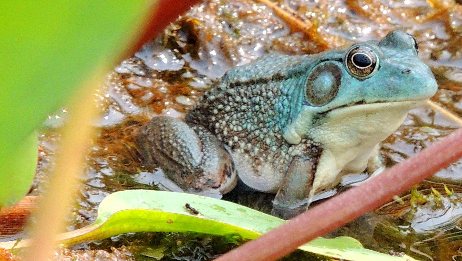 Blue frogs among summer’s colorful surprises