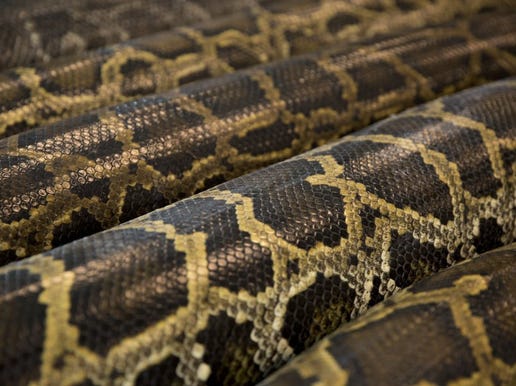 6-foot-long Burmese python caught while swimming in Naples Bay in Florida