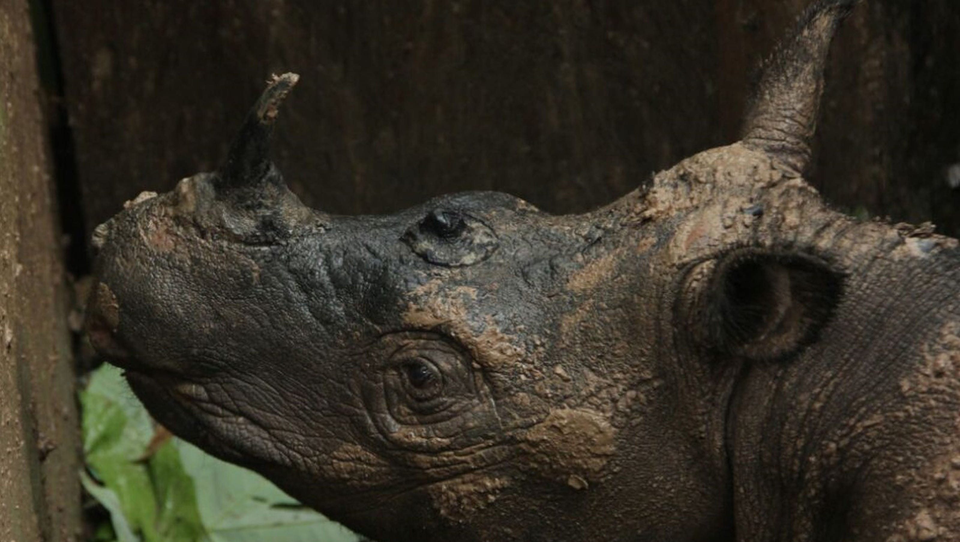 Rare Sumatran rhino spotted in Indonesian Borneo