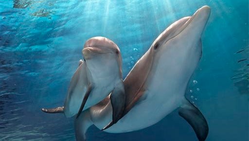 This photo released by Warner Bros. Pictures shows a scene from the film, "Dolphin Tale 2." The film releases on Sept. 12, 2014.  (AP Photo/Warner Bros. Pictures, Copyright Alcon Entertainment, LLC, Bob Talbot)